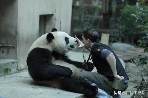 大熊猫伤人事件视频,从古至今有大熊猫伤人的事件吗