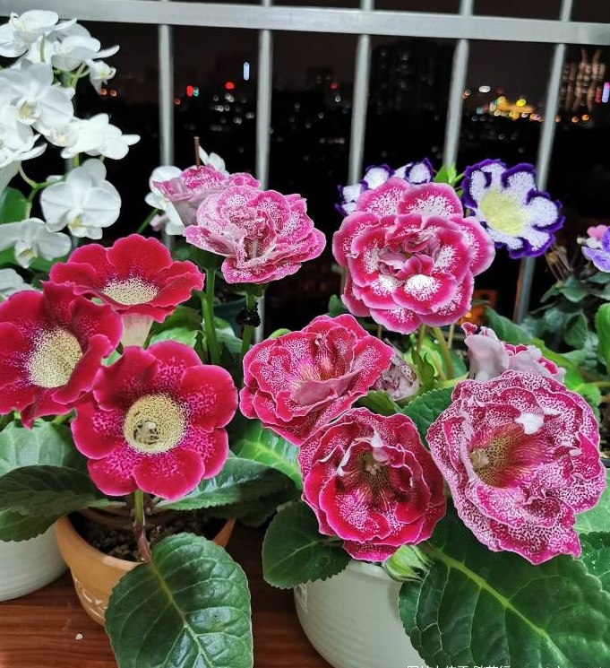 芙蓉花四季常青,芙蓉花盆栽好养