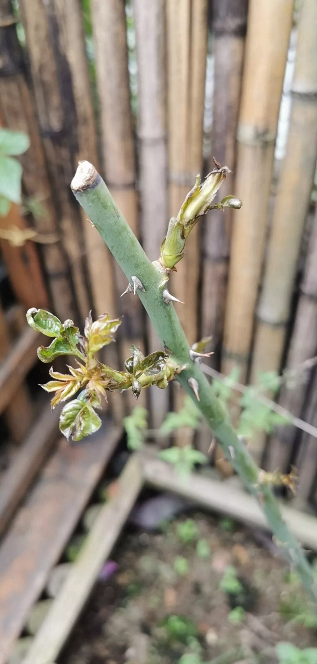 植物卷叶泛黄是什么原因,植物叶子卷曲畸形怎么解决