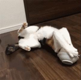 猫咪为什么吸了猫薄荷会那样,猫咪吸了猫薄荷后场面一度失控了