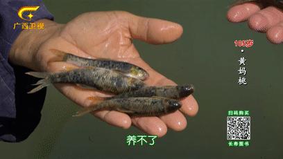 巴马长寿之乡候鸟老人,巴马为什么吸引成千上万的候鸟人