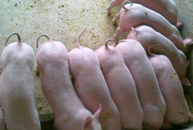 畜牧兽医站三抓三促,养猪管理仔猪断奶八不做原则