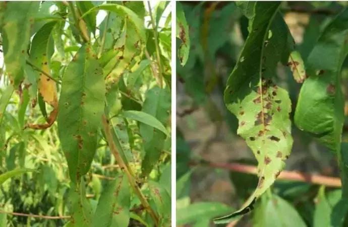 蔬菜细菌病害有哪些药,植物真菌细菌病害用什么药