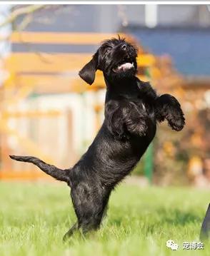 狗狗嗅陌生人的腿,狗狗为何喜欢嗅主人的尿