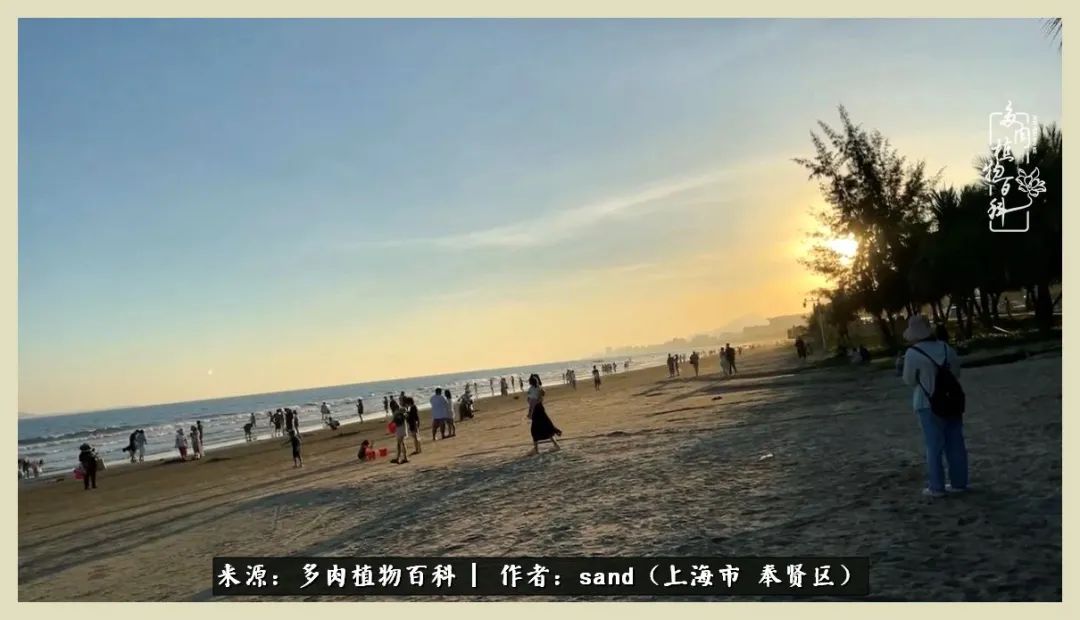 多肉怎么度过三伏天,多肉在三伏天怎么度夏