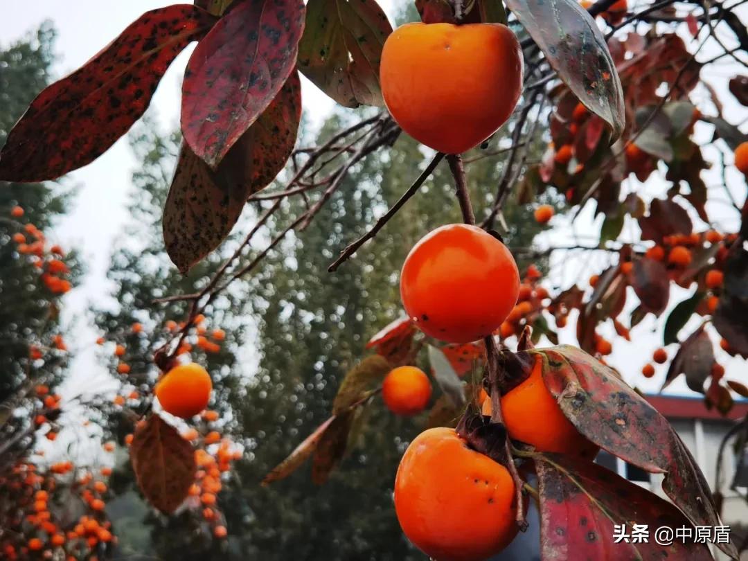 【我为群众办实事】淇县:秋末柿子红检民情意浓