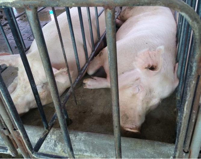 母猪身上有死皮怎么治疗,母猪身上有很多死皮怎么治疗