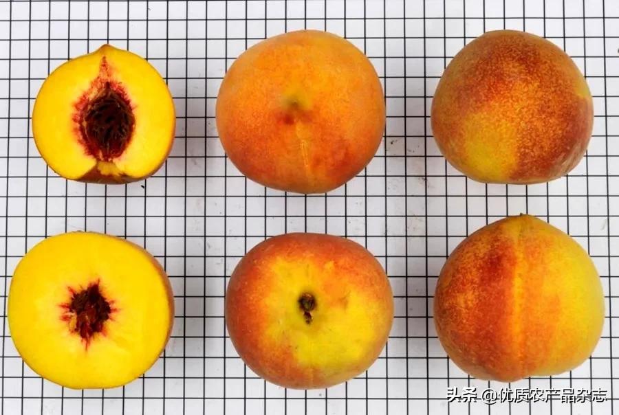 鲜食黄桃产地哪里的最好,什么种类的黄桃最好吃又甜