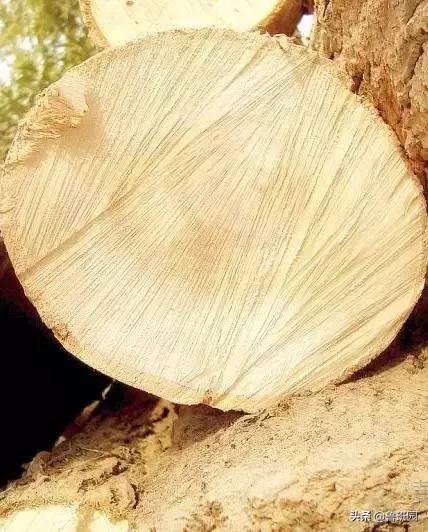 林荫大道木材,鹅掌楸和榉木哪个做家具好