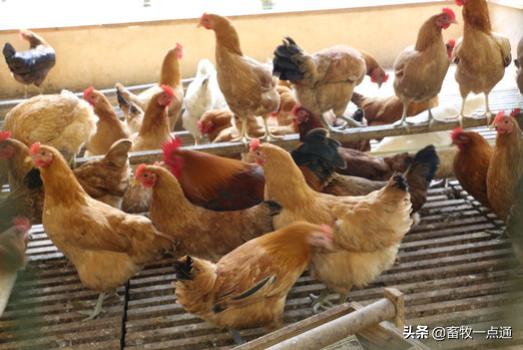 怎样预防绦虫及囊虫病,鸡球虫病最佳预防期