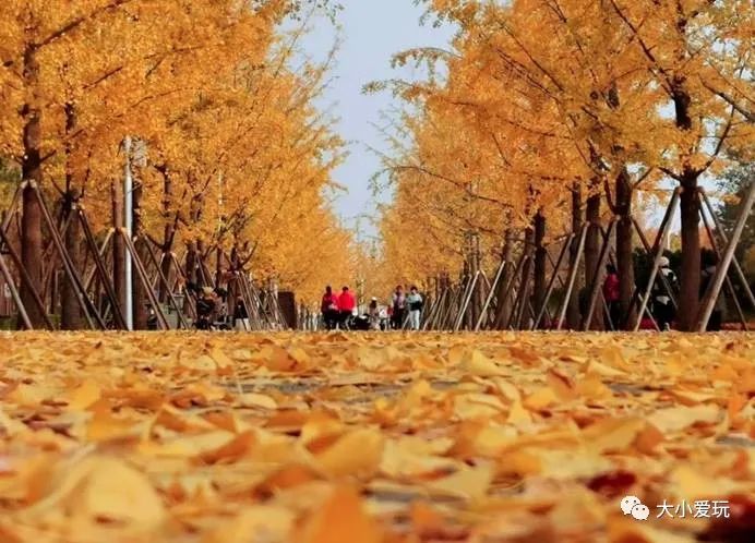 北京红螺寺银杏最佳观赏时间,北京赏银杏景区有哪些