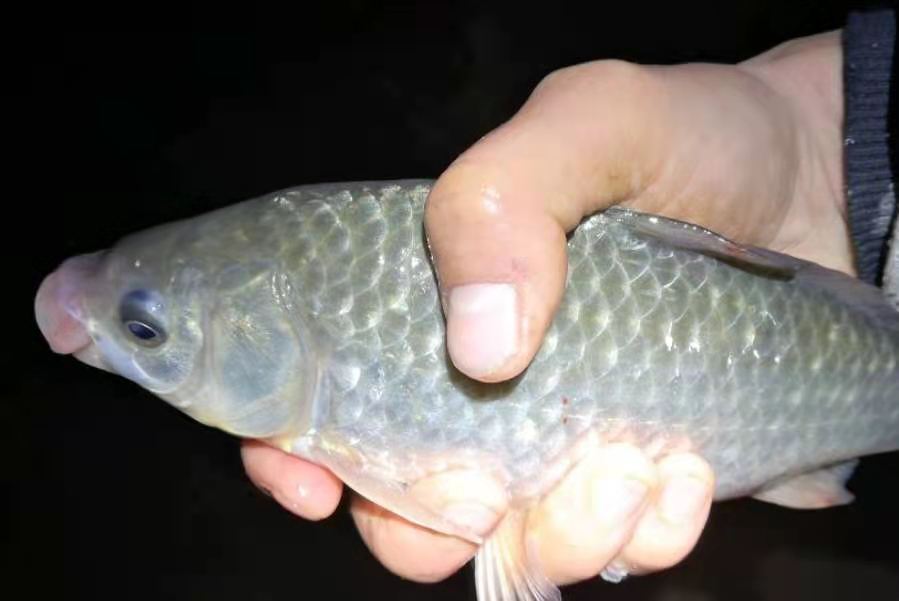 野钓夜钓技巧全攻略,野钓夜钓用什么钓最好最快