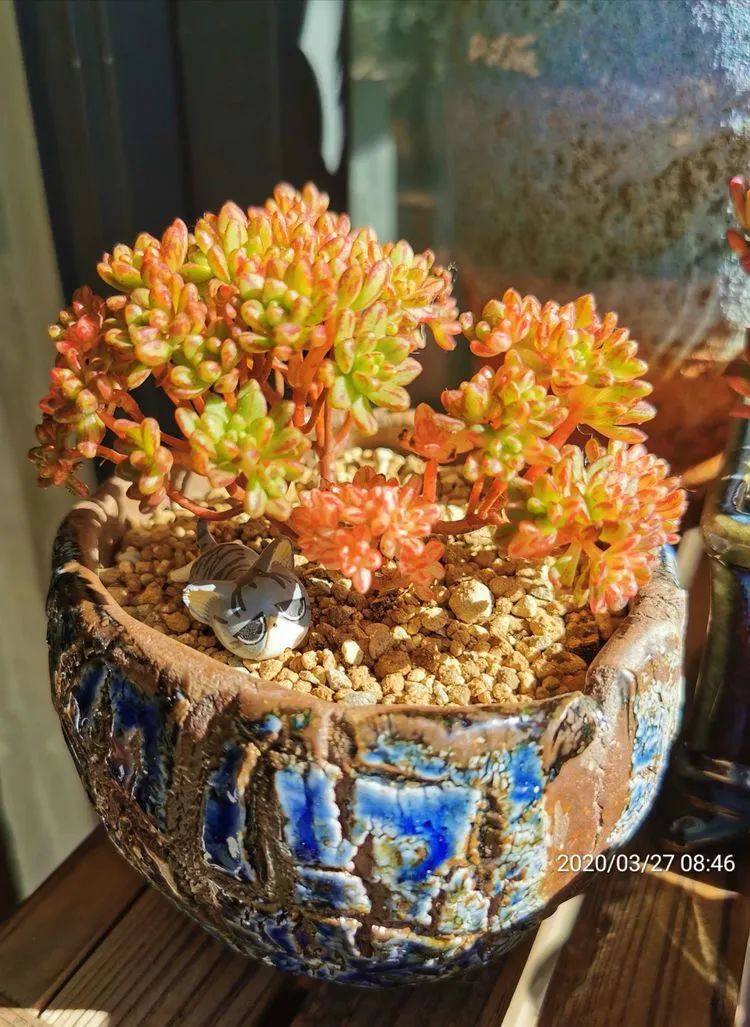 人生就像养多肉一样,人生如同养多肉时间不会怠慢