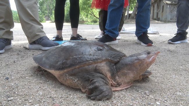 甲鱼在美国泛滥,哪个国家甲鱼泛滥了