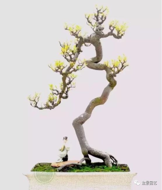 有哪些经典盆景树种,最值得收藏的六种盆景树种是哪些