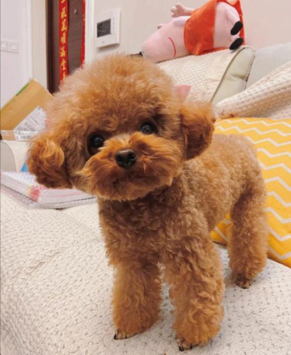 我家泰迪狗狗不爱吃狗粮怎么办,我家泰迪最近不吃狗粮怎么办啊