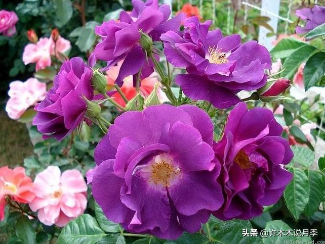 稀有月季蓝色妖姬,颜色比较稀有月季有哪些品种