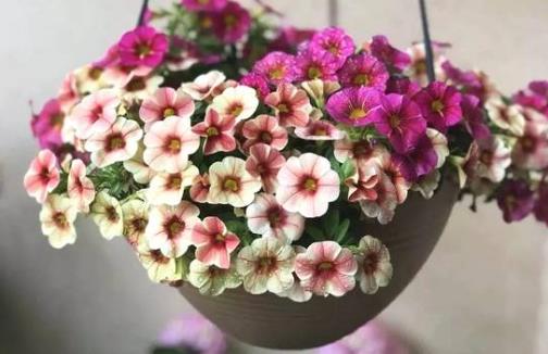 阳台养花的最佳布局,户外阳台养花的技巧