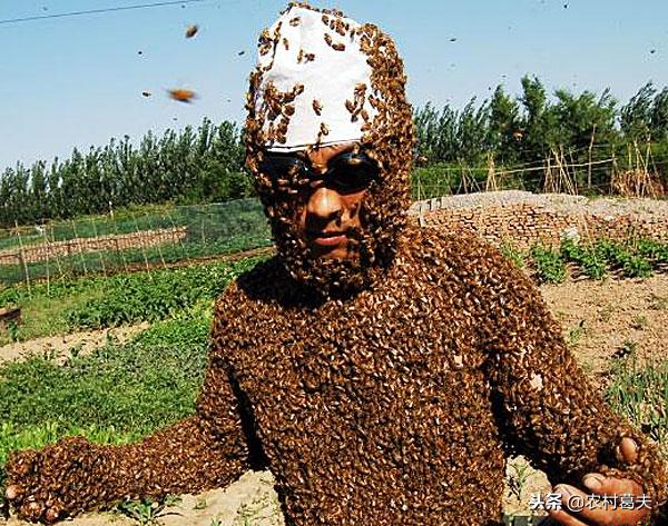 被蜜蜂蛰了以后注意事项,在野外被蜜蜂蛰了怎么办