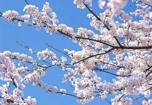 最适合赏花的花,视觉盛宴五种赏花名花供您选择