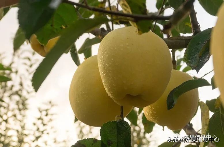 目前最有发展前途的早熟苹果品种,现在最好的富士苹果是什么品种