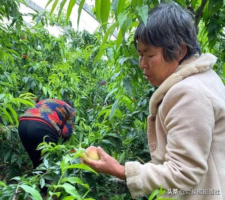 陕西水蜜桃香甜可口你喜欢吃吗,陕西纯甜的水蜜桃