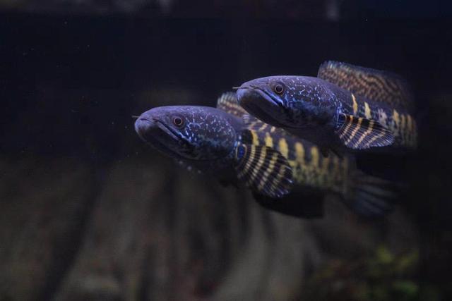 鱼缸一周了都混浊,鱼缸一周左右水变浑