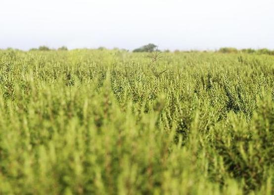 女生闭口粉刺怎么办,有闭口粉刺做什么医美