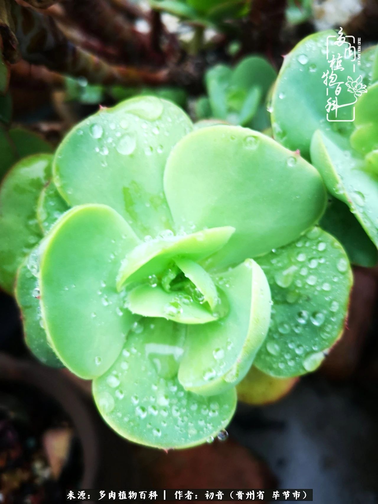 和多肉共度美好时光,与多肉一起成长