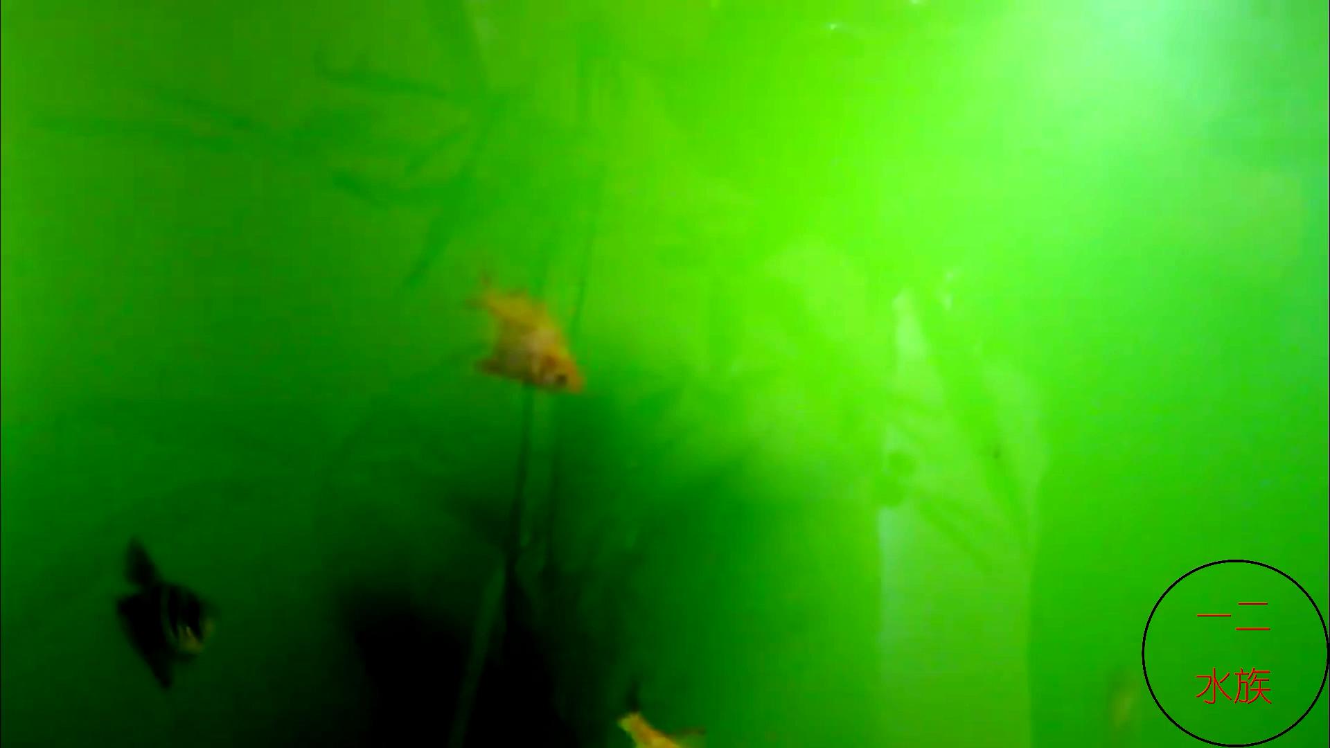 鱼缸绿水了用杀菌灯正确使用方法,鱼缸治理绿水的最佳方法是