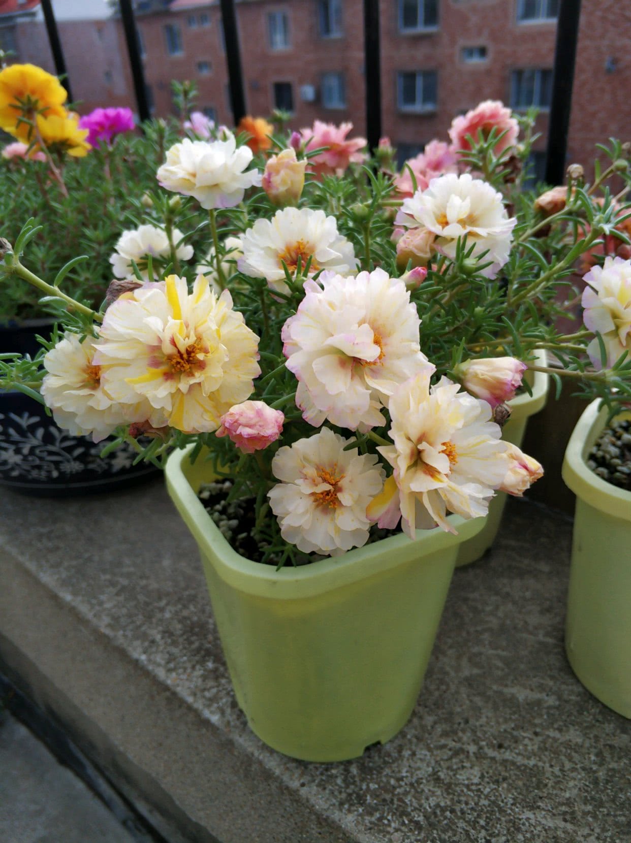 适合9月份养的绿植,四季最好养的10种花