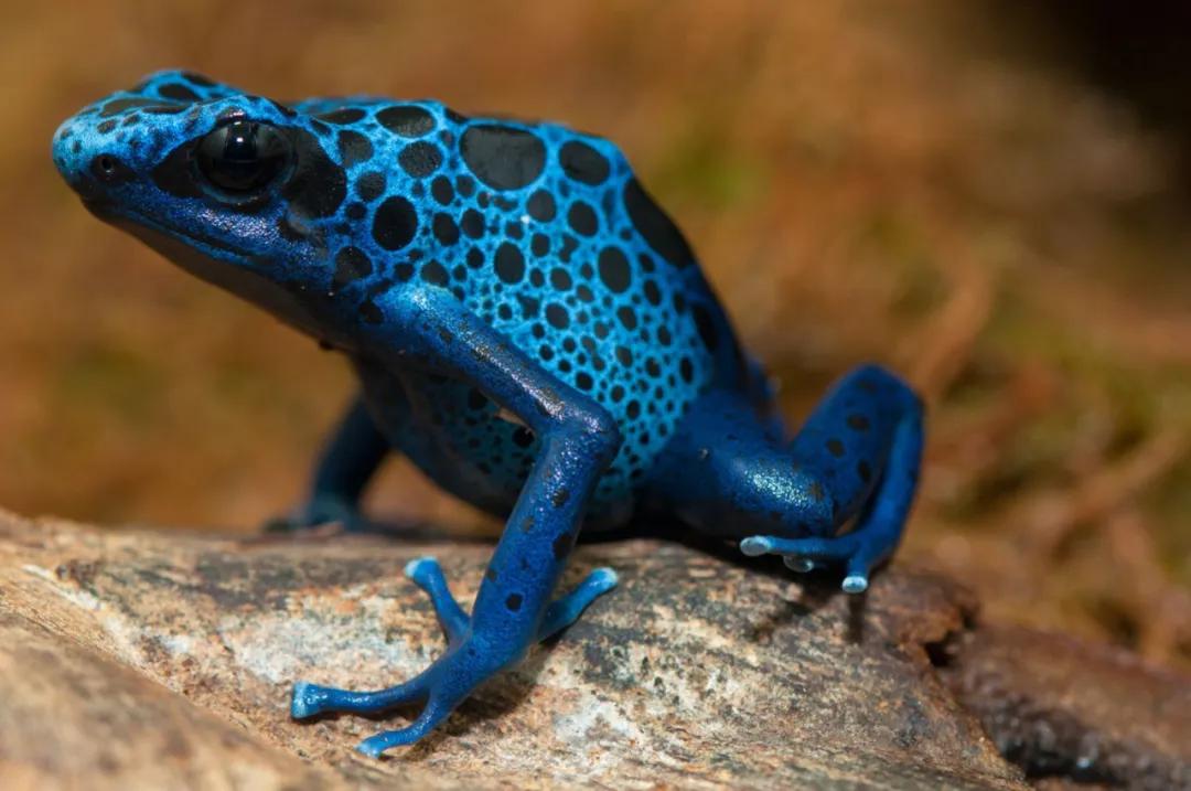 生态缸老死鱼怎么回事,生态缸老是死鱼是什么原因