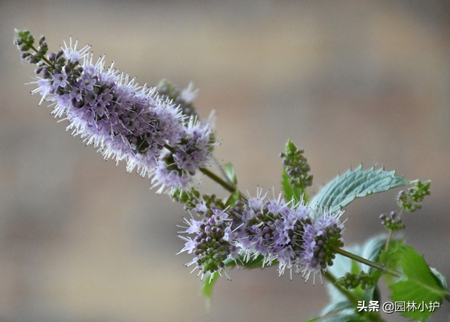 原来薄荷也开花，有点小浪漫！你见过么？