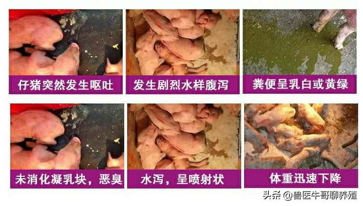 五六十斤猪腹泻最佳治疗方法,猪群腹泻吃什么药最好