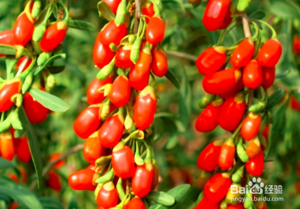 枸杞该怎么喝是正确的,枸杞怎样喝不会上火