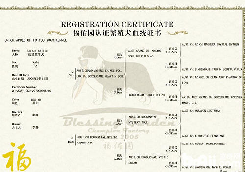 养狗新手与老手的区别,养狗为什么要养纯种犬