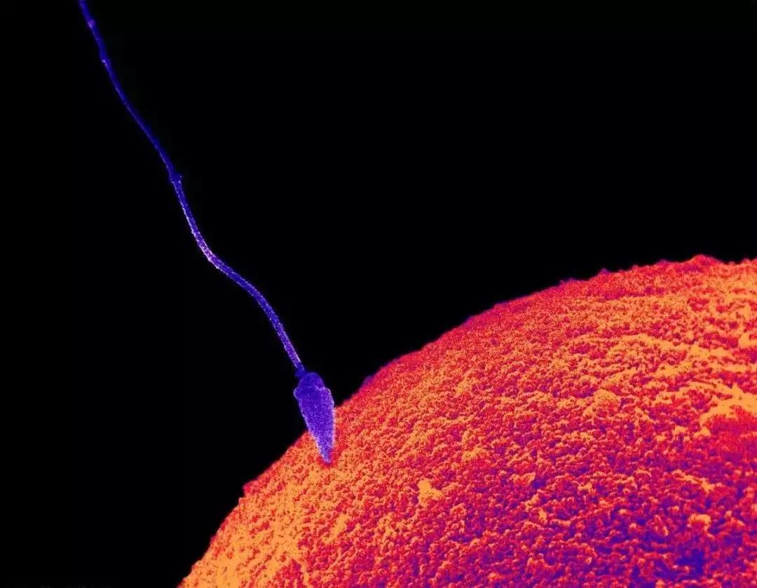 试管婴儿降调的原理,试管婴儿降调期间可以喝茶嘛