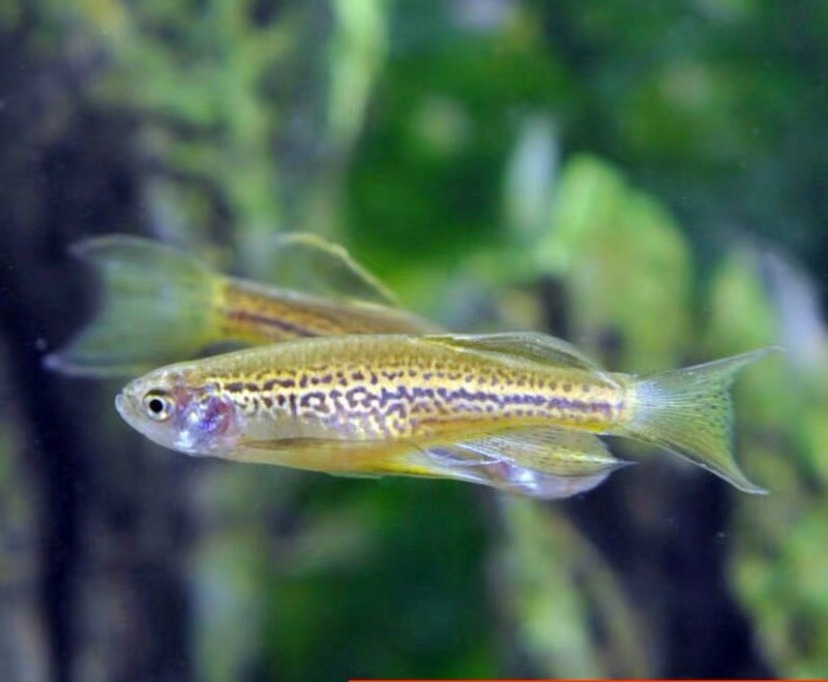 豹纹斑马鱼是什么鱼种,豹纹蝶翼荧光绿斑马鱼