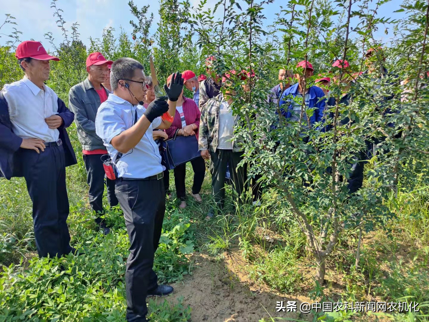 种植花椒的技术研究,致富经花椒种植新技术