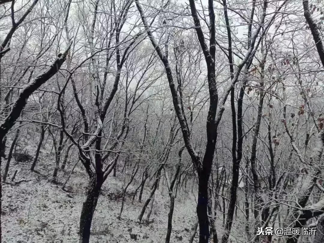 雪后的临沭小城，美得令人窒息