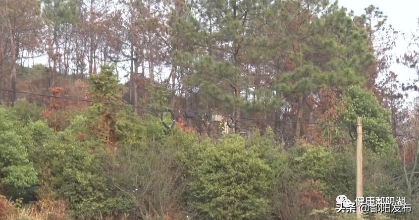 松雀鹰受伤,松雀鹰真实图文