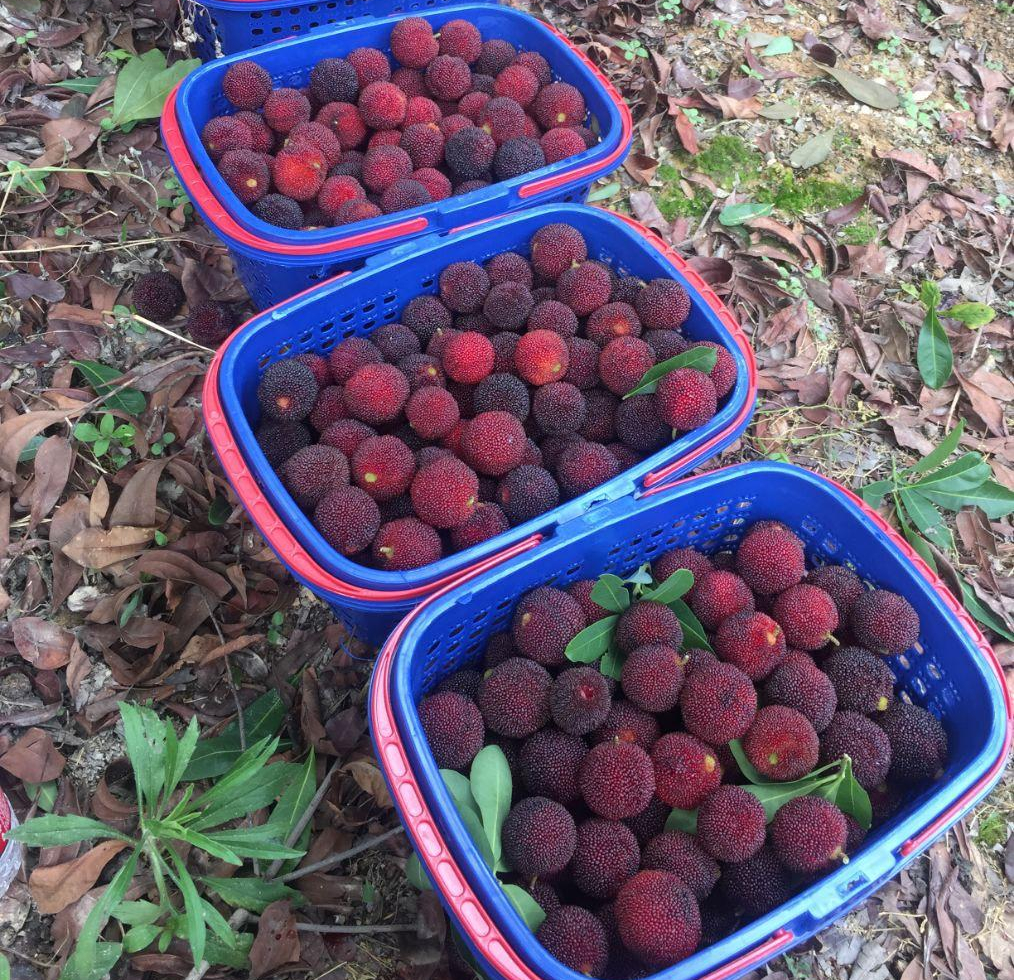 洗杨梅可以用盐洗吗,洗杨梅里头放什么东西洗好