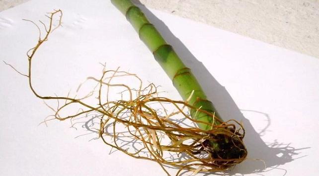 富贵竹叶子发黄怎么加营养液,富贵竹叶子发黄使用什么营养液