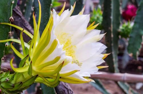海南北纬十八度红心火龙果,海南火龙果是怎样的水果