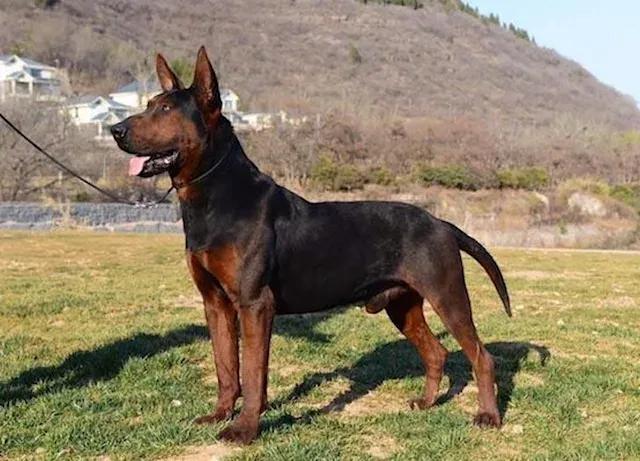 全球公认最古老的狗品种,世界十大最稀有的狗品种