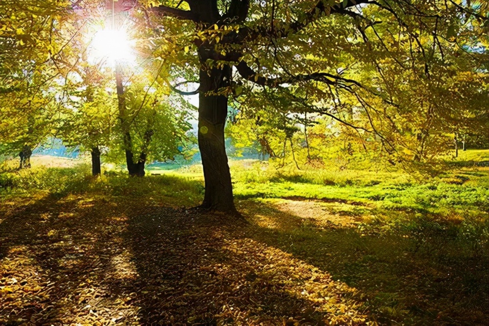 光照强度代表的是什么,什么是光照效果