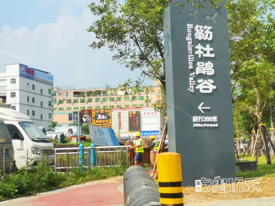 深圳最美簕杜鹃谷公园花海,宝安区花海赏花景点