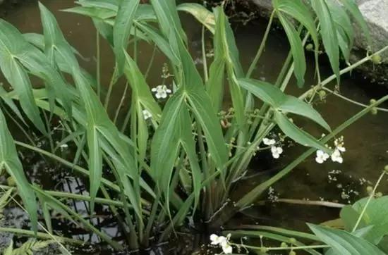 防治杂草最有效的方法,常见十大抗性杂草的除草方案