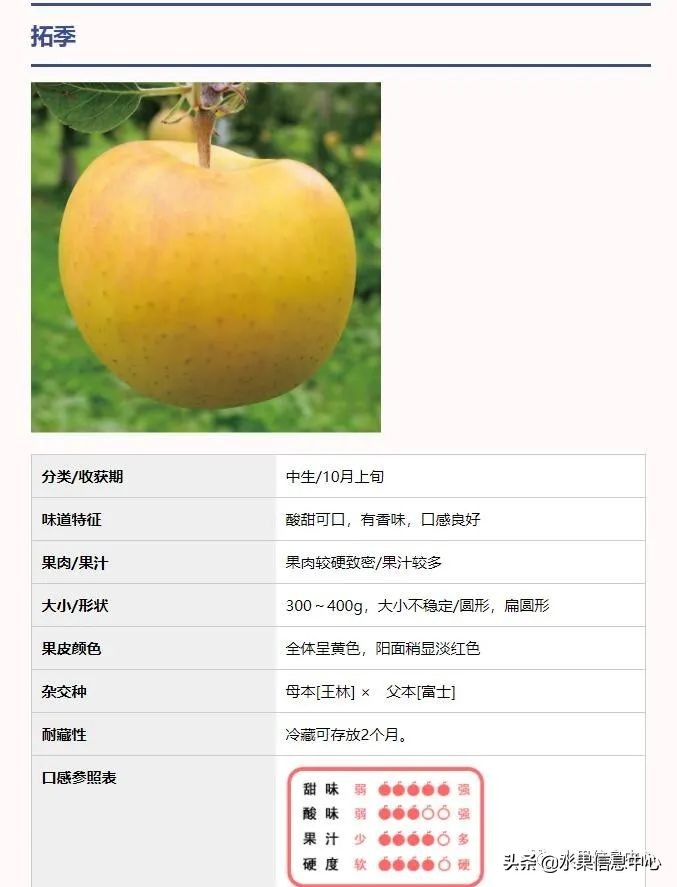 目前最有发展前途的早熟苹果品种,现在最好的富士苹果是什么品种