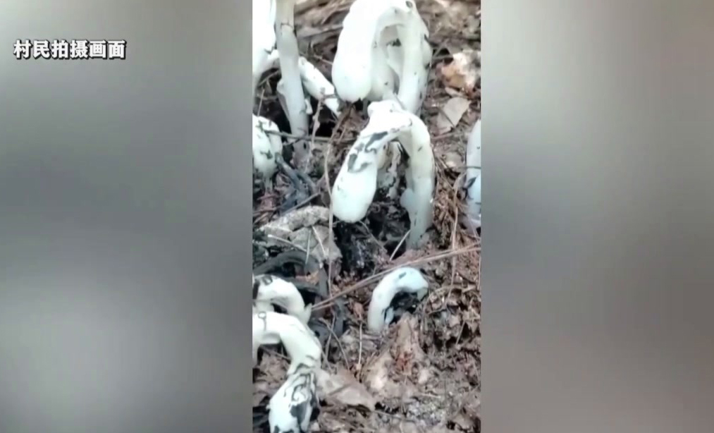 野生水晶兰是国家几级保护植物,江西贵溪发现罕见植物水晶兰